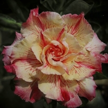 Адениум Мармеладница (тучный)