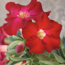 Адениум Аленький Цветочек (тучный) (большой пакет)