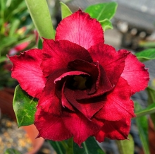 Адениум Красна Девица (тучный) (большой пакет)