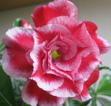 Адениум Розовая Мечта (тучный) (большой пакет)