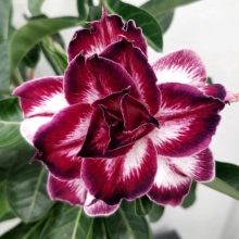 Адениум Блэк Амарилис (тучный)