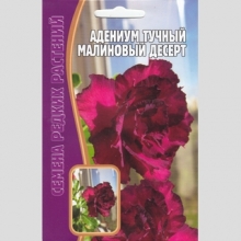 Адениум Малиновый Десерт (тучный) (большой пакет)