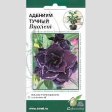 Адениум Виолет (тучный)