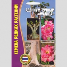 Адениум Wanida (тучный) (большой пакет)