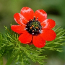 Адонис Керубино (летний)