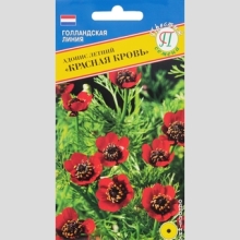 Адонис Красная кровь