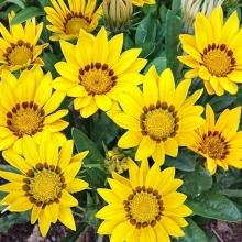 Газания (гацания) Африка Сахара