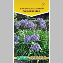 Агапантус Синий Зонтик (восточный)