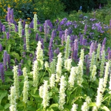 Агастахе Пышноцвет смесь