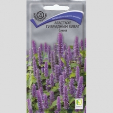 Агастахе Виват Синий (гибридный)