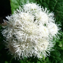 Агератум Белый шар