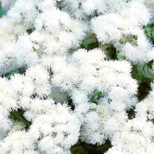 Агератум Мексиканский белый