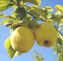 Айва Райское дерево (продолговатая)