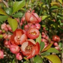 Айва Северный лимон (японская)