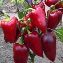 Перец Айвар