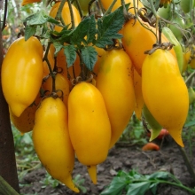 Томат Сокровище Акмора Сибирико