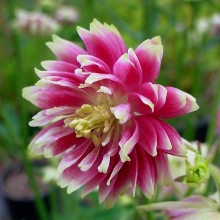 Аквилегия Барлоу Нора махровая