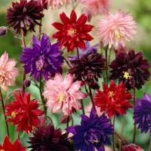 Аквилегия Барлоу смесь