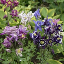 Аквилегия Бидермеер (гибридная)