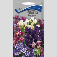 Аквилегия Бидермеер (гибридная)