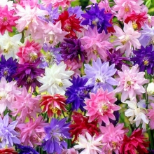 Аквилегия махровая смесь