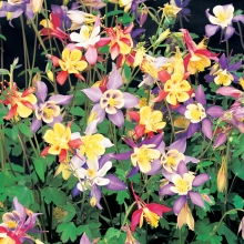 Аквилегия Мистер Скотт Эллиотт