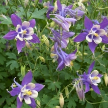 Аквилегия Альпийская низкорослая (большой пакет)