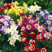 Аквилегия обыкновенная Смесь окрасок