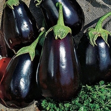 Баклажан Альбатрос