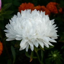 Астра Александрия Белая