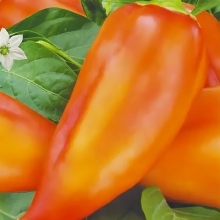 Перец Али-Баба