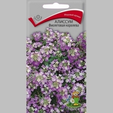 Алиссум Фиолетовая королева