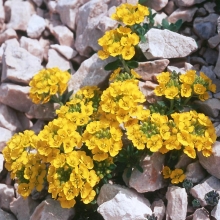 Алиссум Горное Золото
