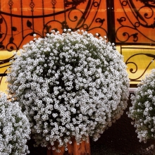 Алиссум Хрустальный звон