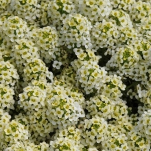 Алиссум Лимонный Мусс (морской)