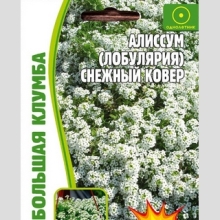 Алиссум Снежный Ковер (лобулярия) (большой пакет)