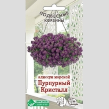 Алиссум Пурпурный Кристалл (морской)