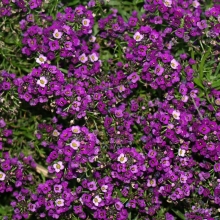 Алиссум Восточные ночи