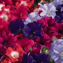 Петуния Аладдин F1 Арабские ночи