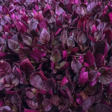 Альтернатера Purple Prince F1 (большой пакет)