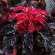 Амарант Красный осьминог трехцветный