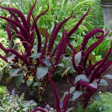 Амарант Русалка