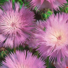 Амбербоа Султан лиловый (василек мускатный)