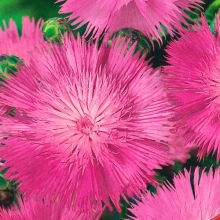 Амбербоа Султан розовый (василек мускатный)