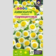 Аммобиум Крупноцветковый крылатый