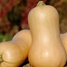 Тыква Ананасная F1