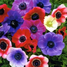 Анемона Mona Lisa Mix (большой пакет)