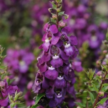 Ангелония Serenita Рurple F1 (большой пакет)