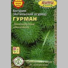 Ангурия Гурман (антильский огурец)