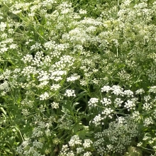 Анис Волшебный Эликсир